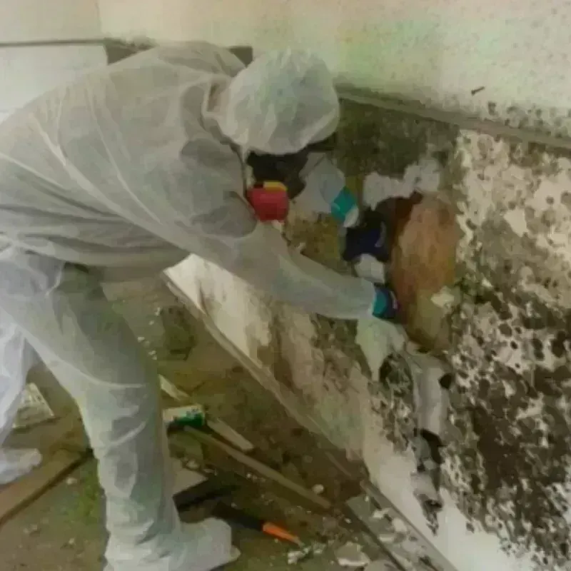 Mold Remediation and Removal in Forty Fort, PA